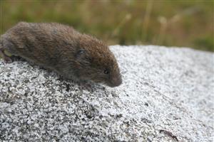 Microtus tatricus